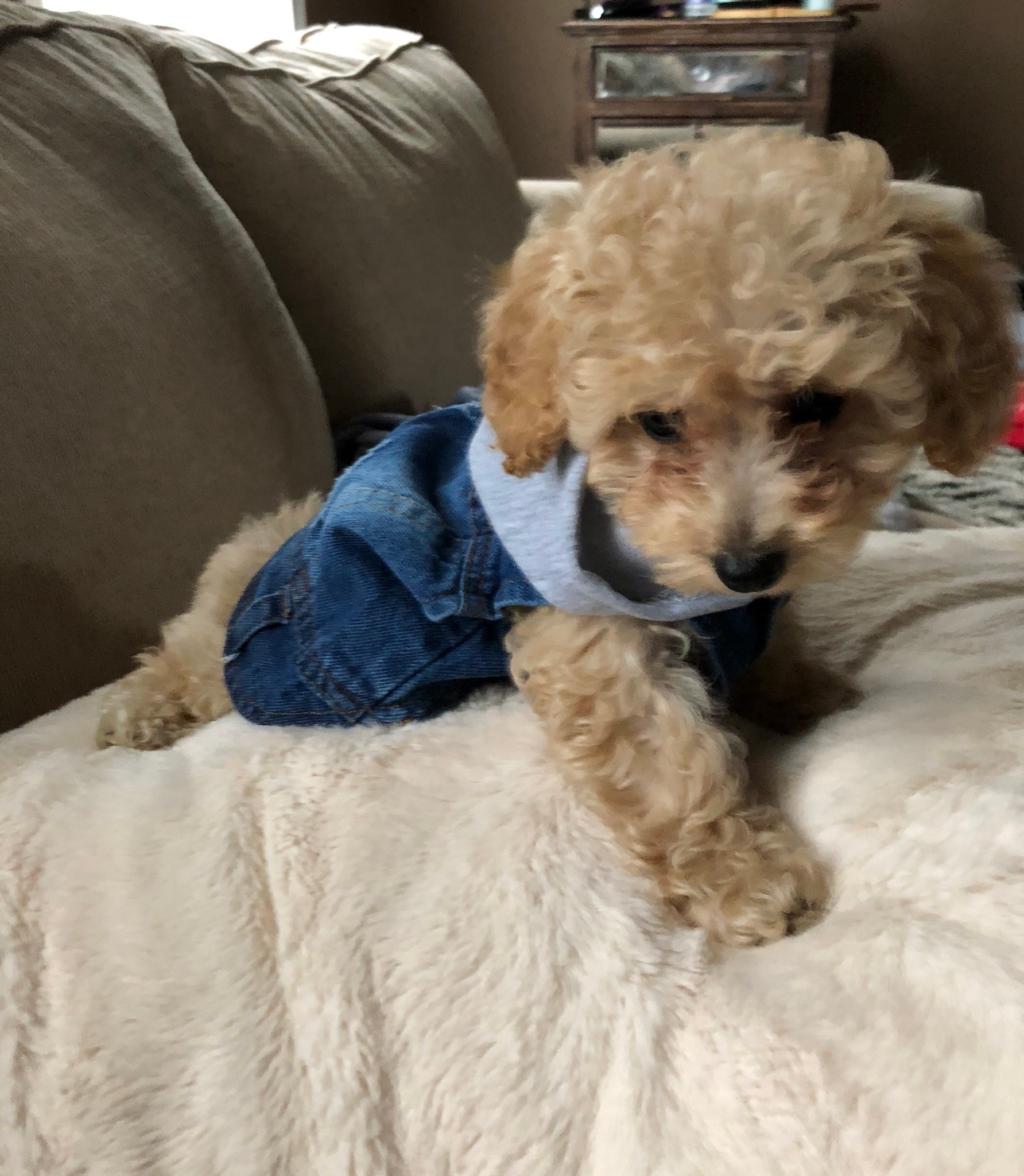 Poodle Pup Being Cute