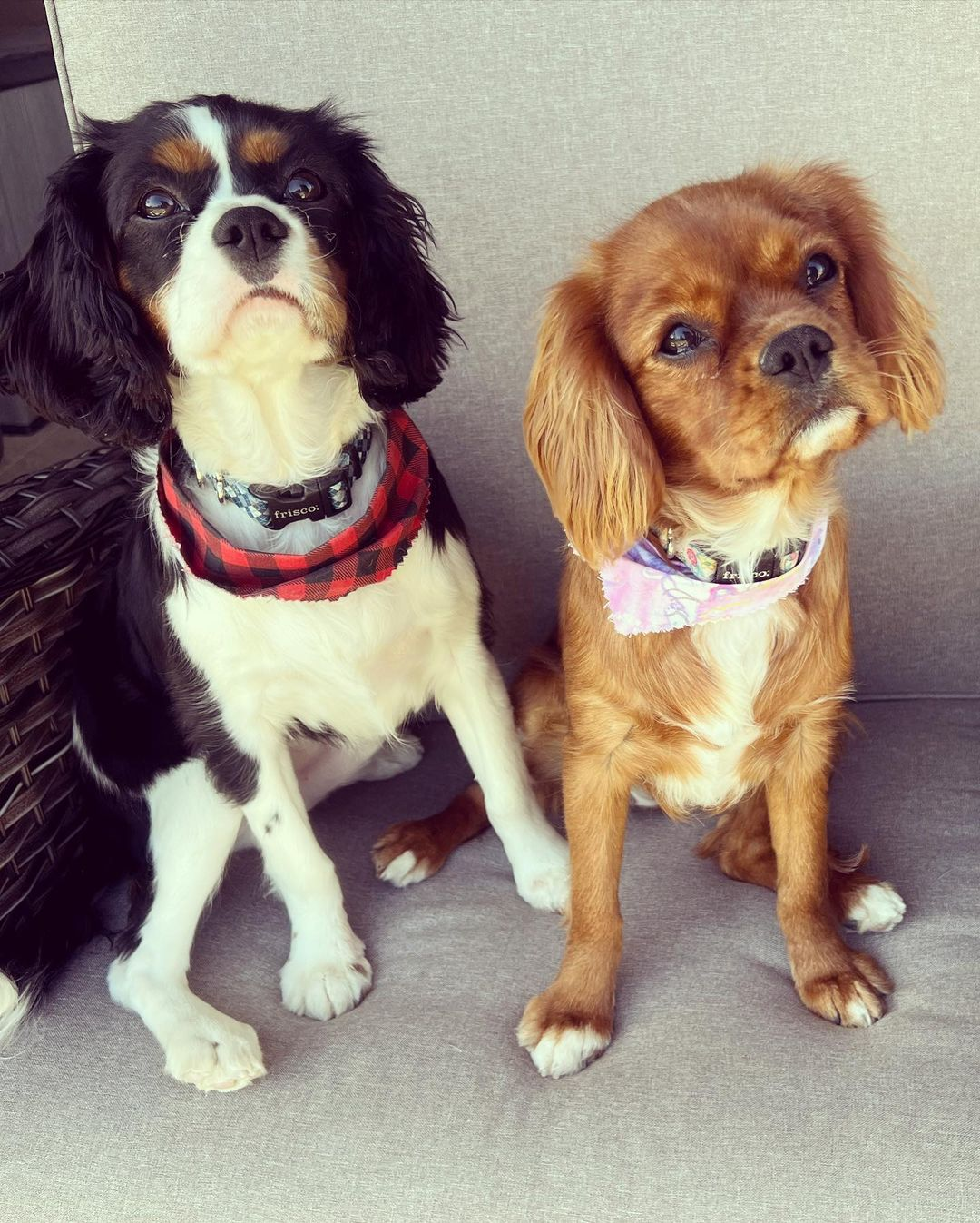Sweet Cavalier King Charles Spaniel Purebred Puppy