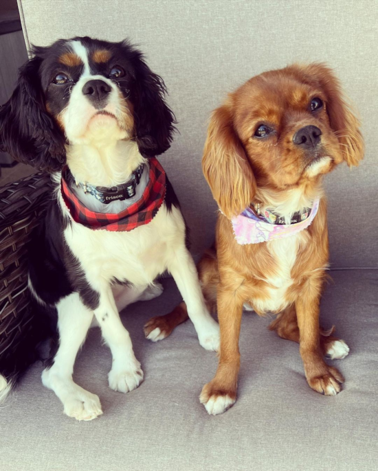 Small Cavalier King Charles Spaniel Purebred Pup