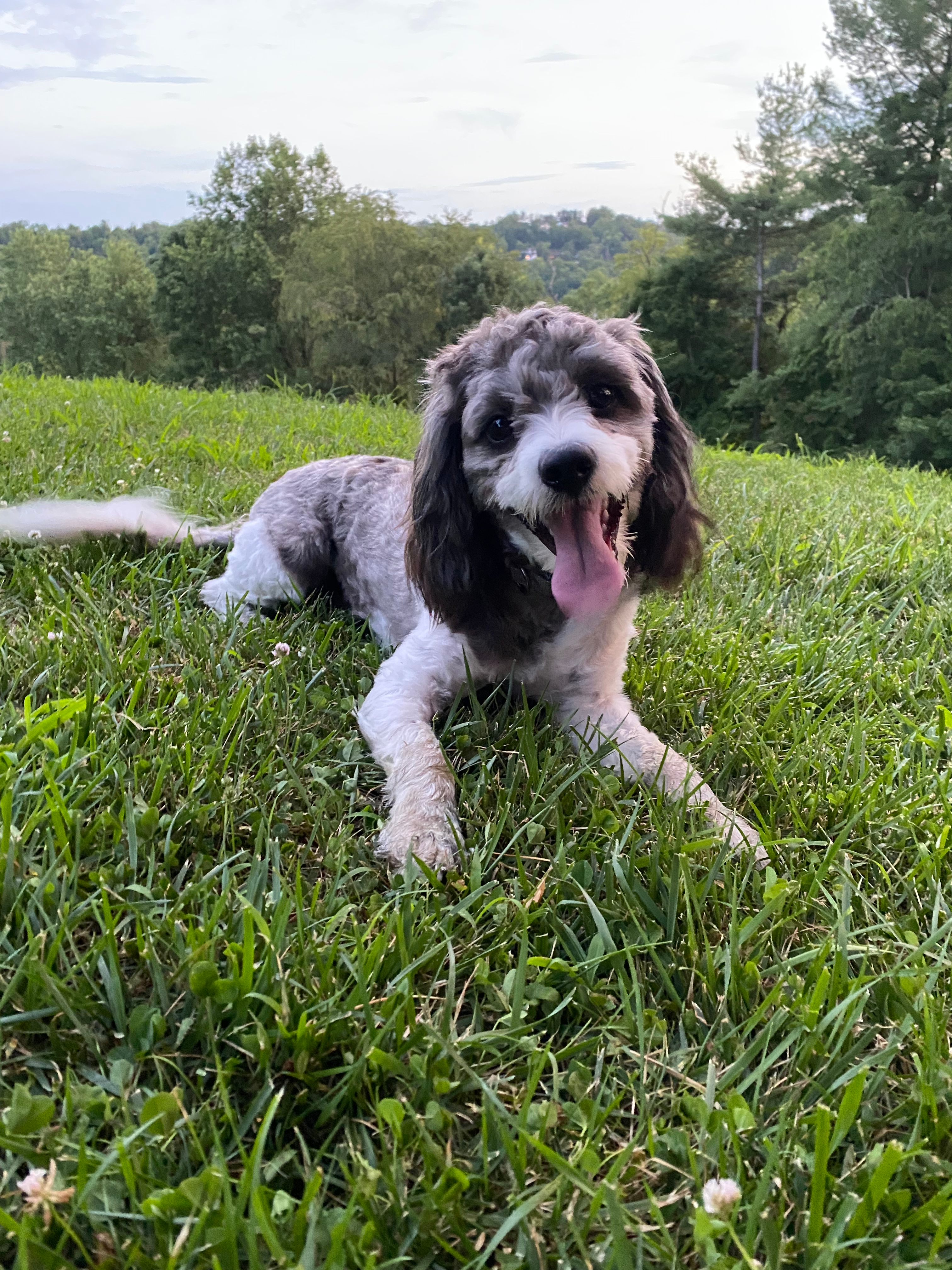 Petite Cavapoo Poodle Mix Pup