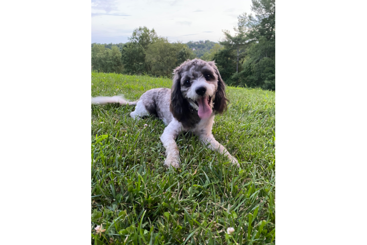 Petite Cavapoo Poodle Mix Pup