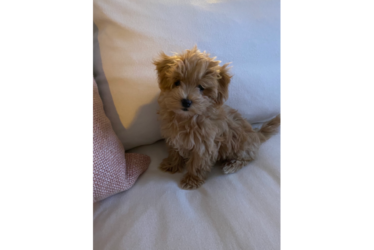 Best Maltipoo Baby