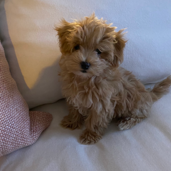 Maltipoo Being Cute