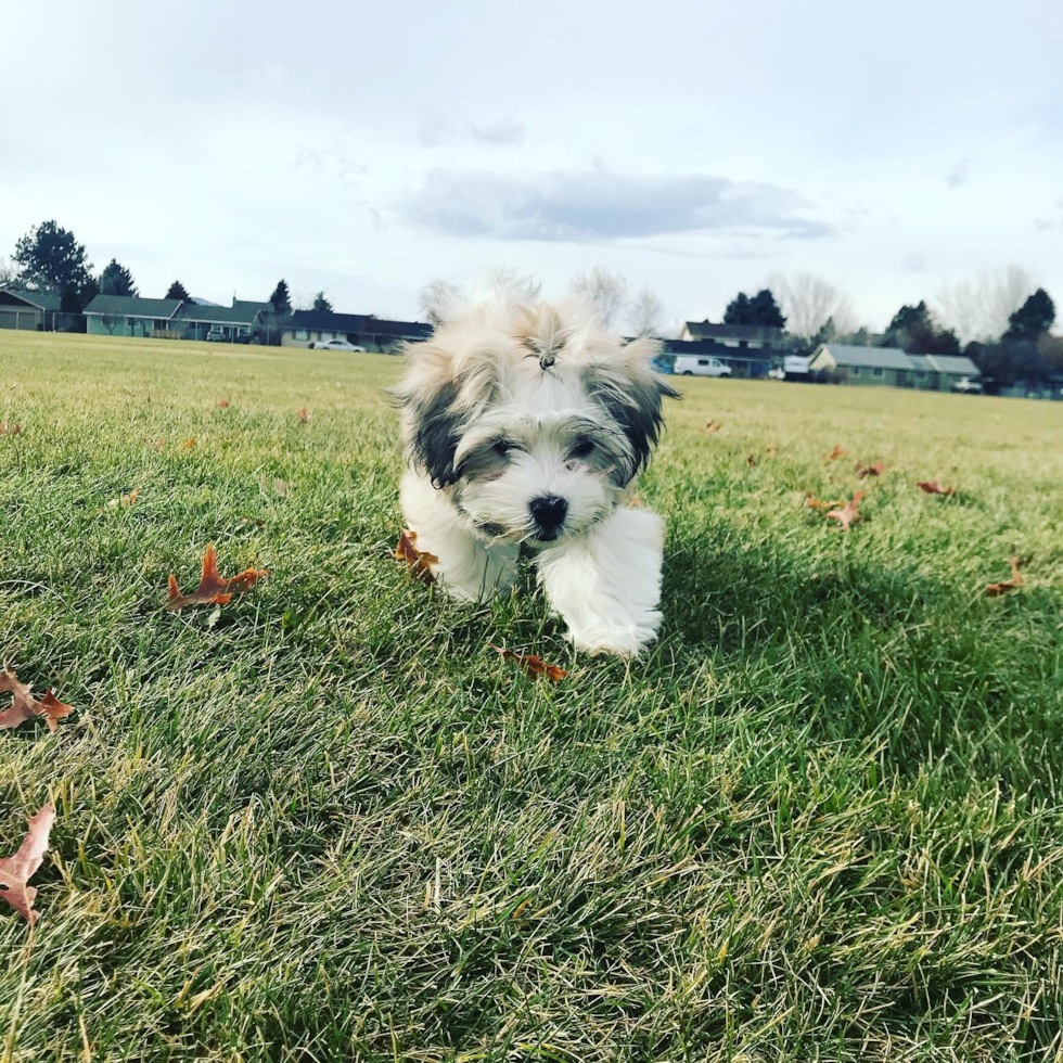 Fluffy Havanese Purebred Pup