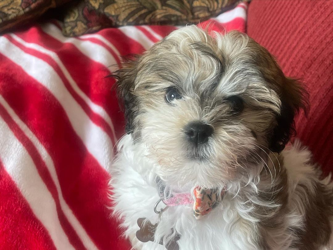 Energetic Havanese Purebred Puppy
