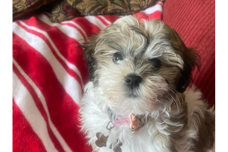 Energetic Havanese Purebred Puppy