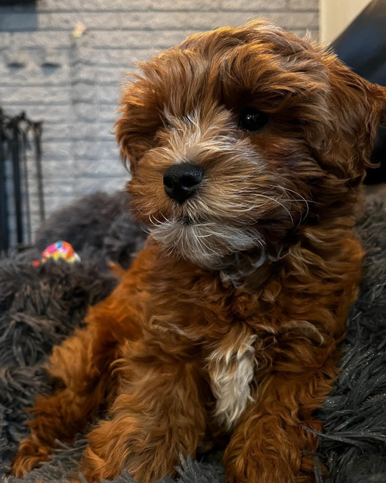 Hazel Park Cavapoo Pup