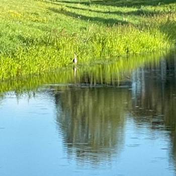 Teddy Bear Being Cute