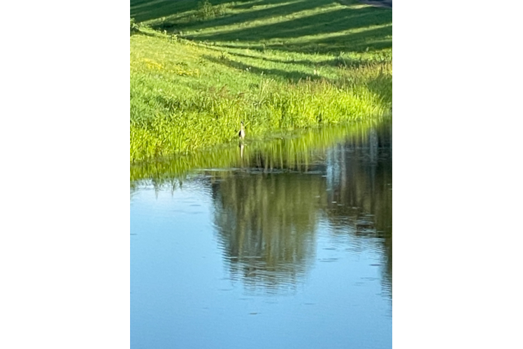 Meet  Cooper - our Teddy Bear Puppy Photo  1/4 - Premier Pups Teddy Bear Pup Being Cute