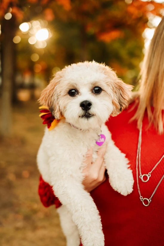 Energetic Shihpoo Poodle Mix Pup