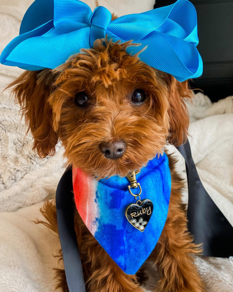 Cavapoo Being Cute