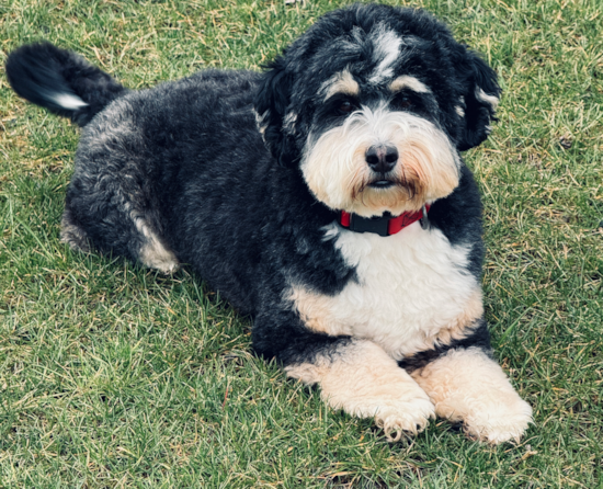 Fluffy Mini Bernedoodle Poodle Mix Pup