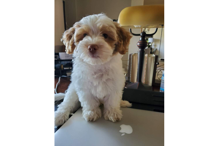 Popular Havapoo Poodle Mix Pup