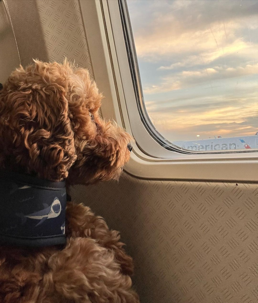 Chicago Cavapoo Pup