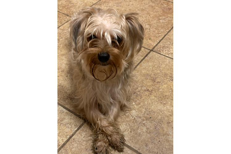 Friendly Morkie Baby