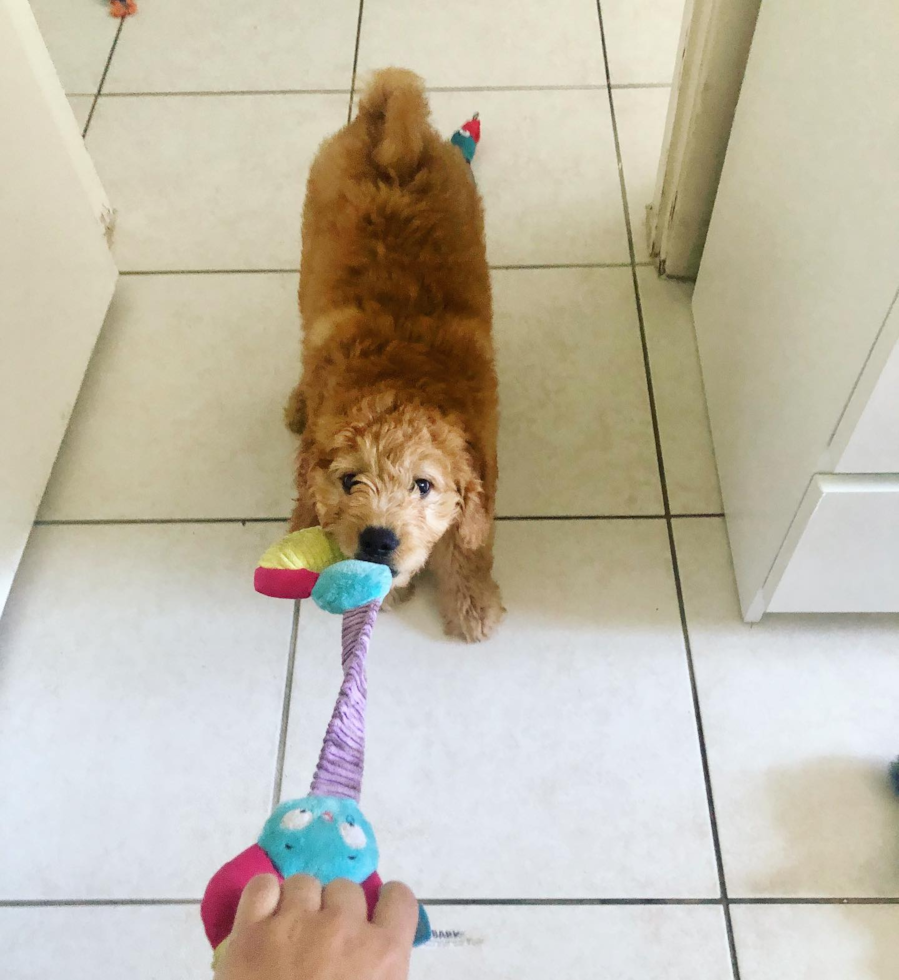 Mini Goldendoodle Being Cute