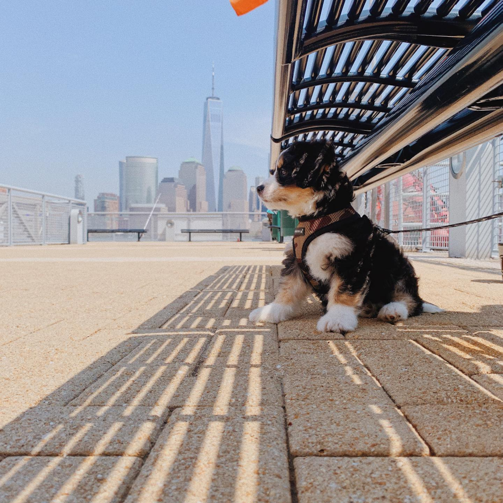 Funny Mini Bernedoodle Poodle Mix Pup