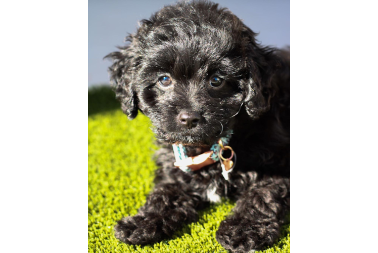 Cavapoo Puppy for Adoption