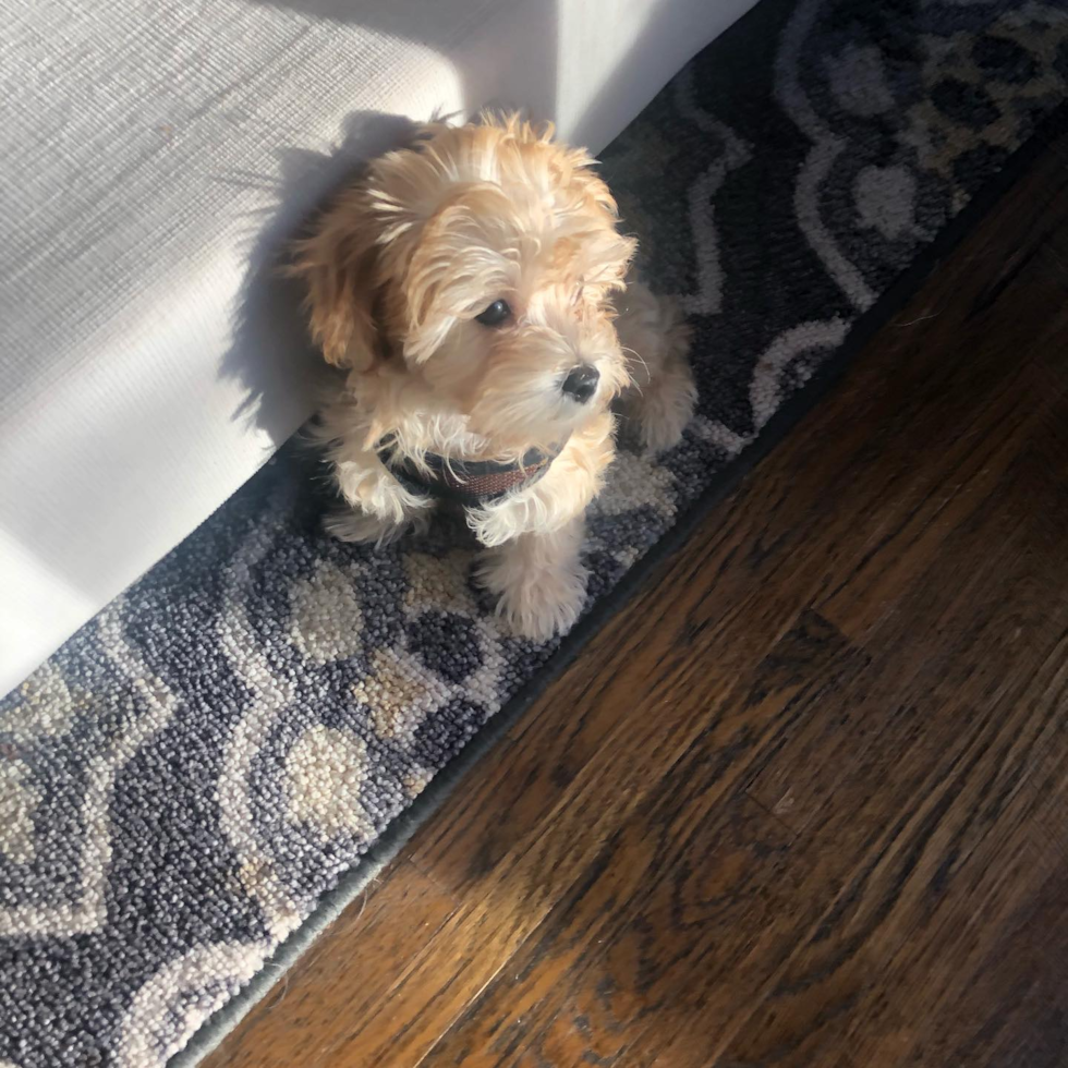 Small Maltipoo Pup in Los Angeles CA