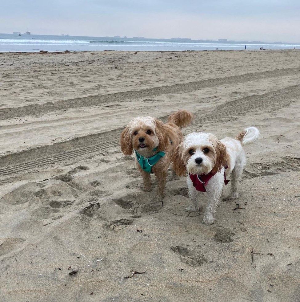 Cavachon Being Cute