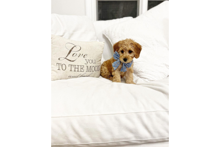 Little Golden Retriever Poodle Mix Puppy