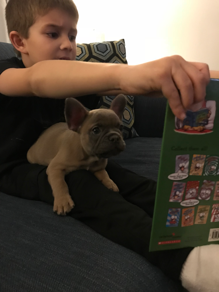 Adorable Frenchie Purebred Pup