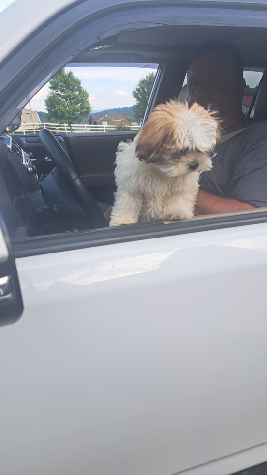 Fluffy Teddy Bear Designer Pup