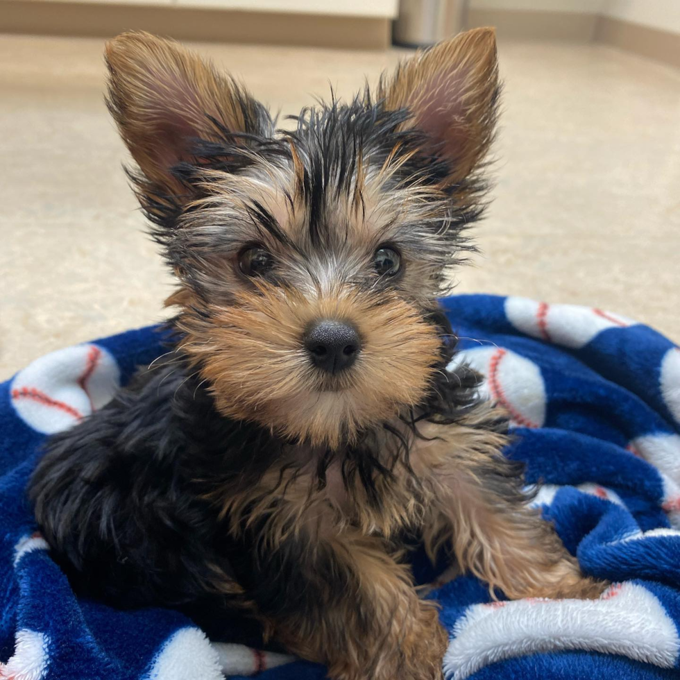 Yorkshire Terrier Being Cute