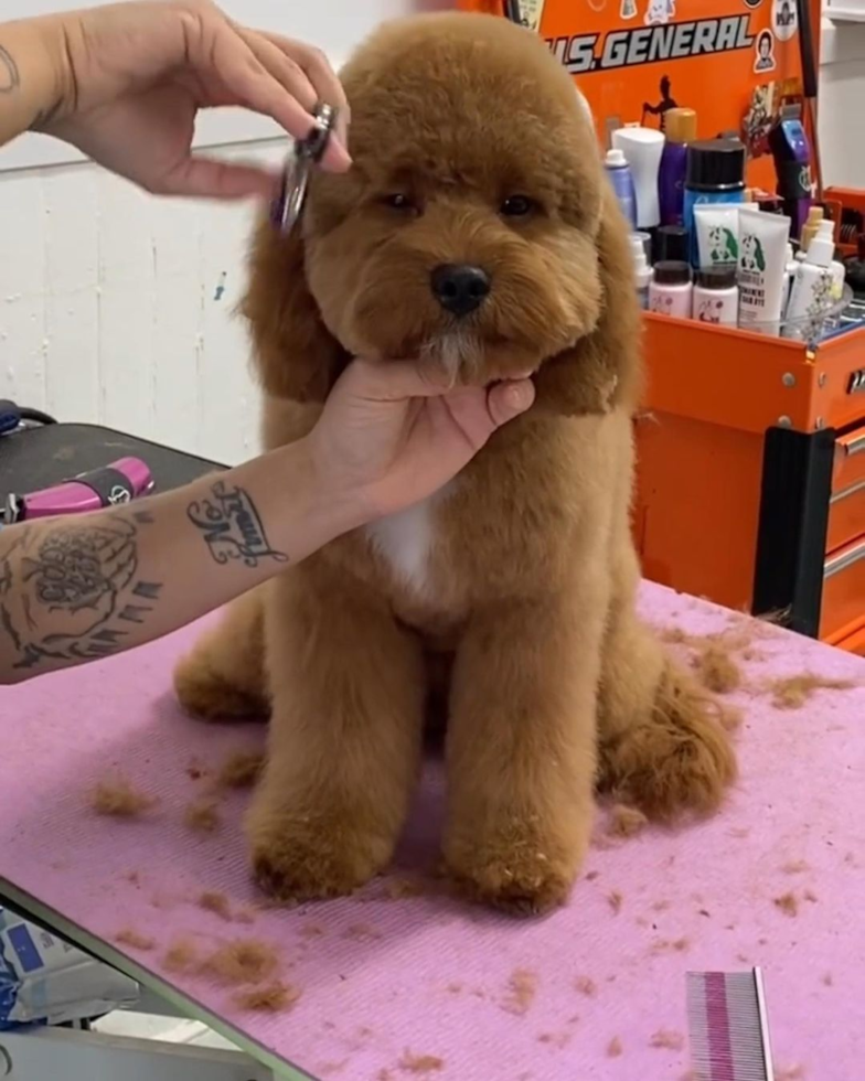 Little Cavoodle Poodle Mix Pup