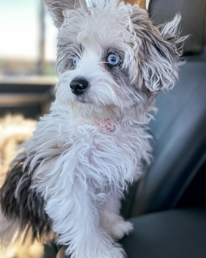 Petite Aussiechon Designer Pup