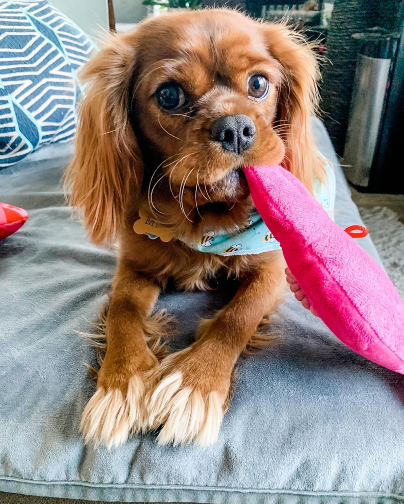 Popular Cavalier King Charles Spaniel Pup