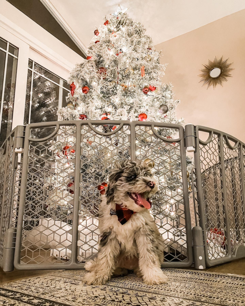 Costa Mesa Mini Sheepadoodle Pup