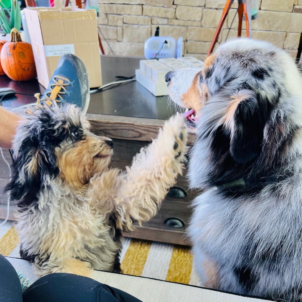 Volente Mini Aussiedoodle Pup