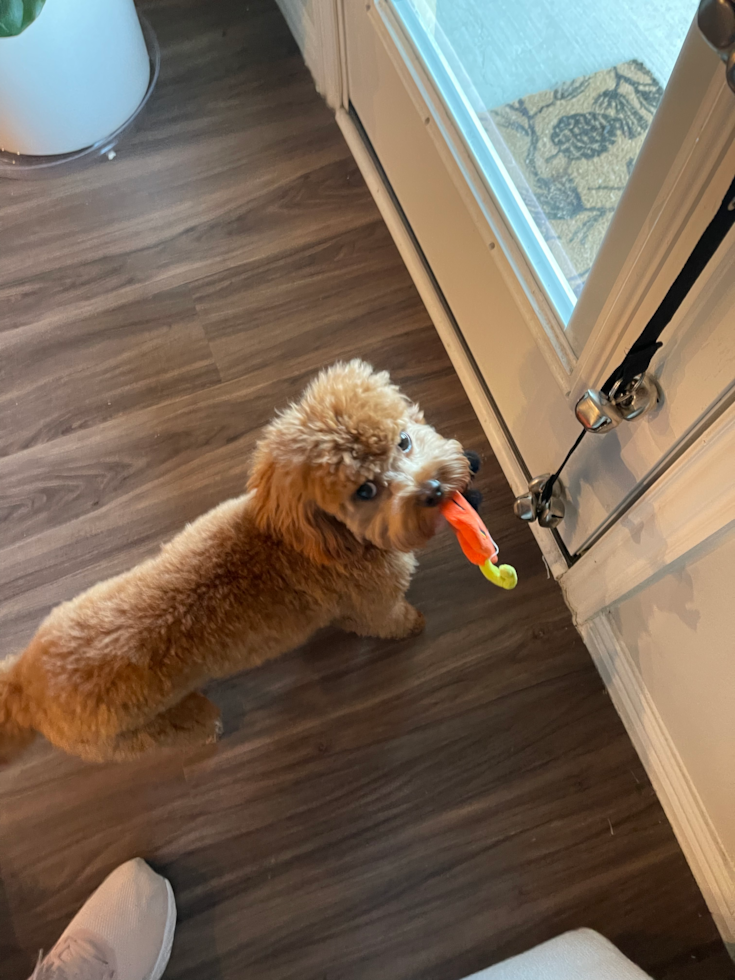 Small Cavapoo Pup in Fate TX