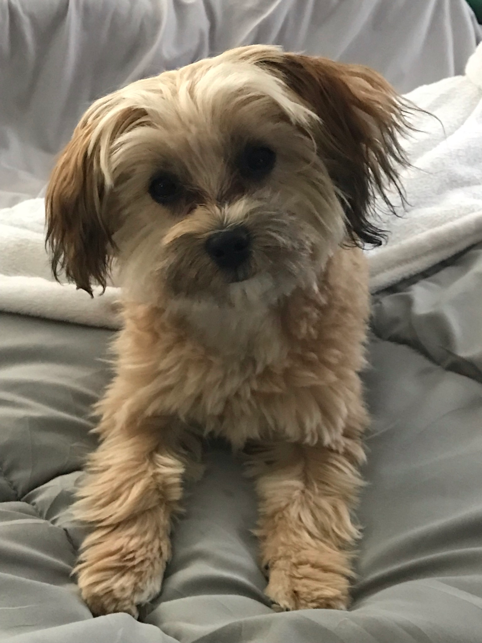 Sweet Morkie Baby