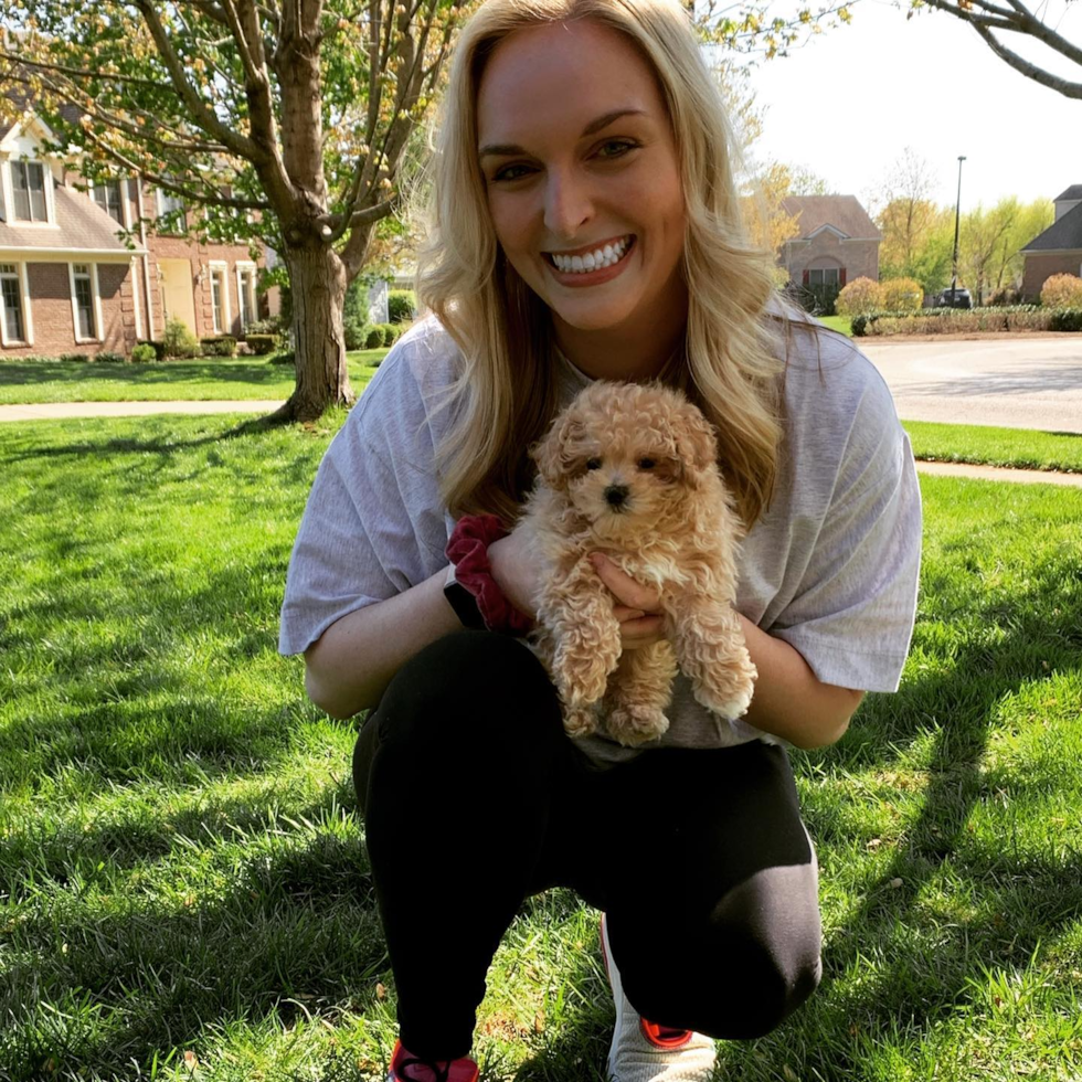 Energetic Maltese Poodle Poodle Mix Pup