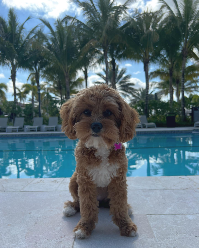 Philadelphia Cavapoo Pup