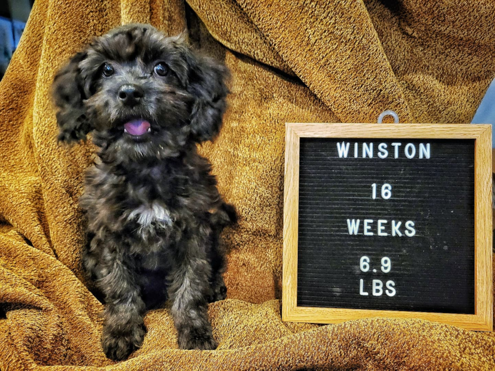 Fluffy Cavapoo Poodle Mix Pup