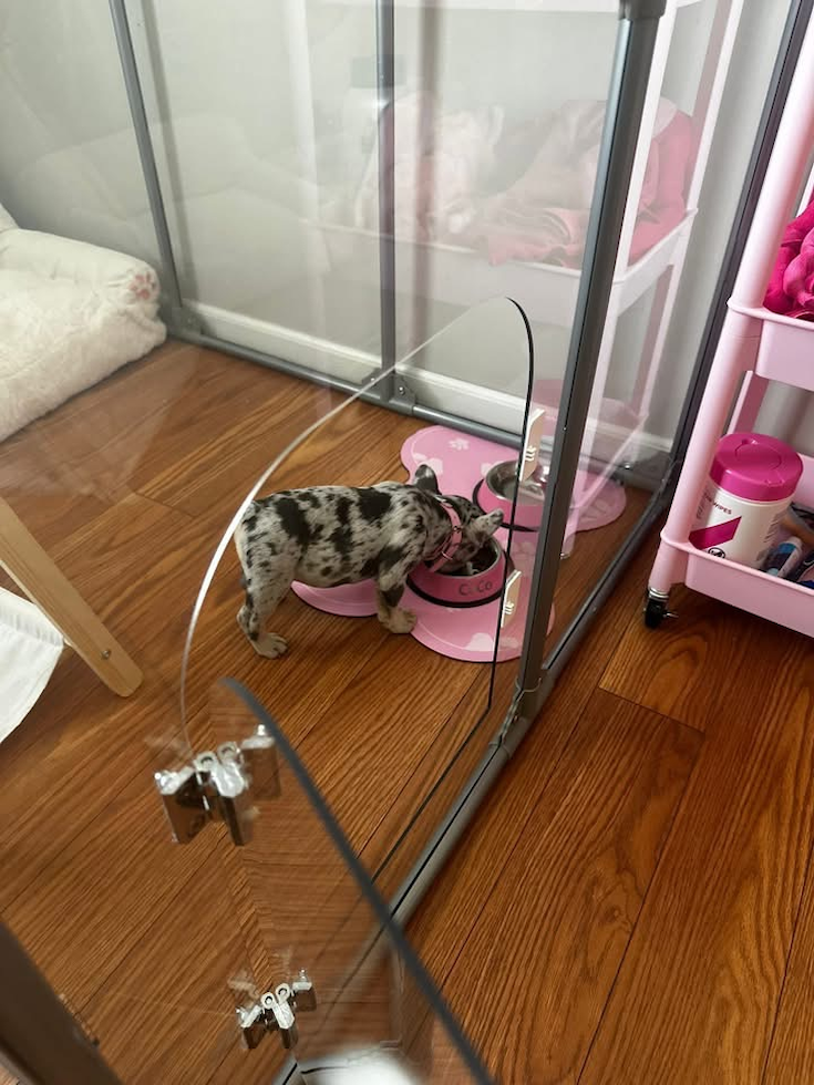 French Bulldog Being Cute