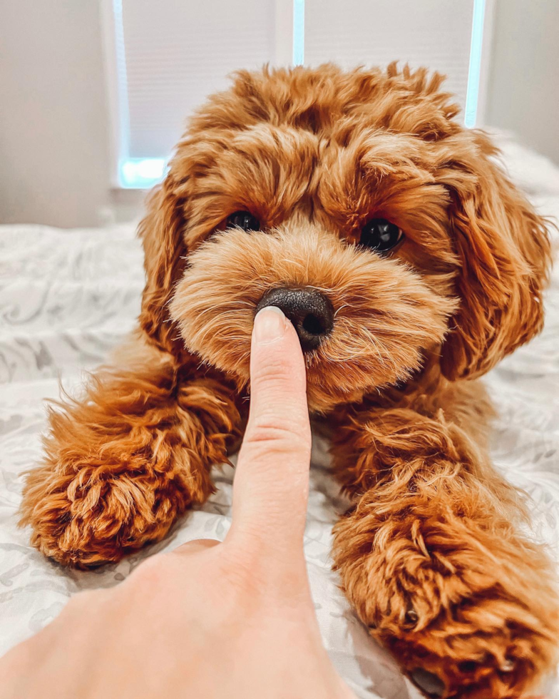 Frederick Cavapoo Pup