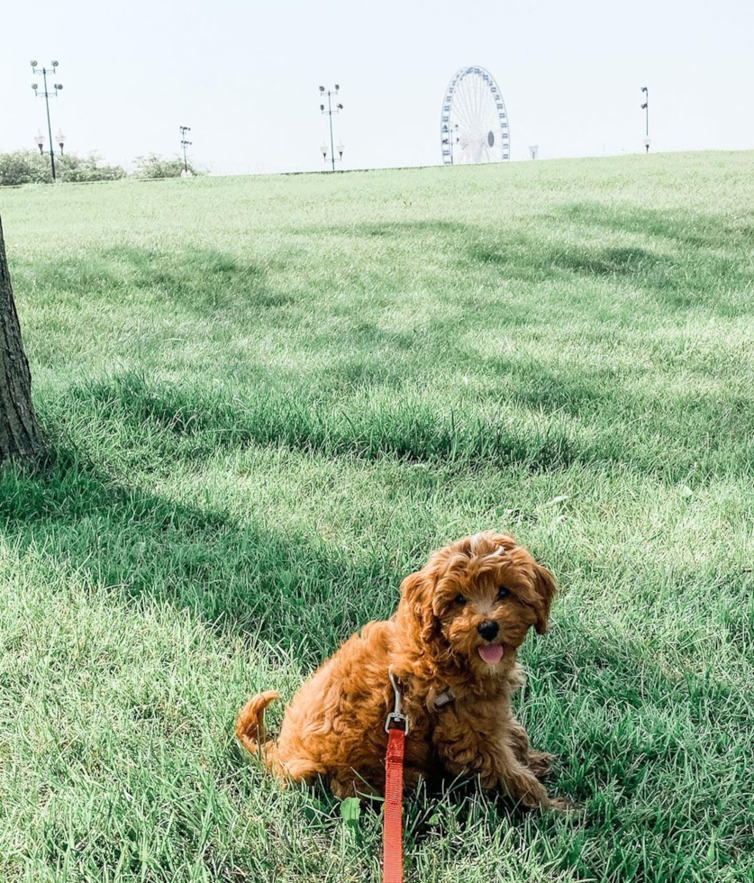 Smart Cavapoo Poodle Mix Pup