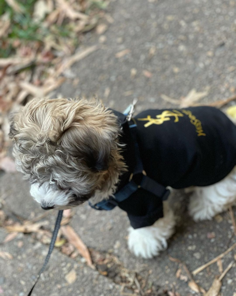 Adorable Havanese Purebred Pup