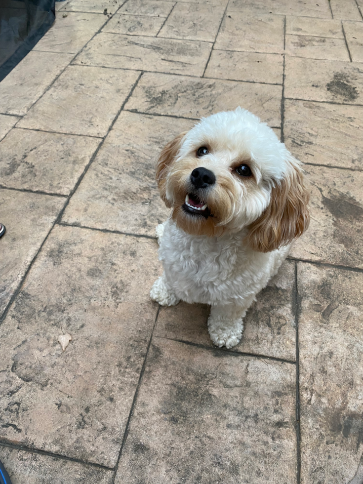 Cavapoo Being Cute