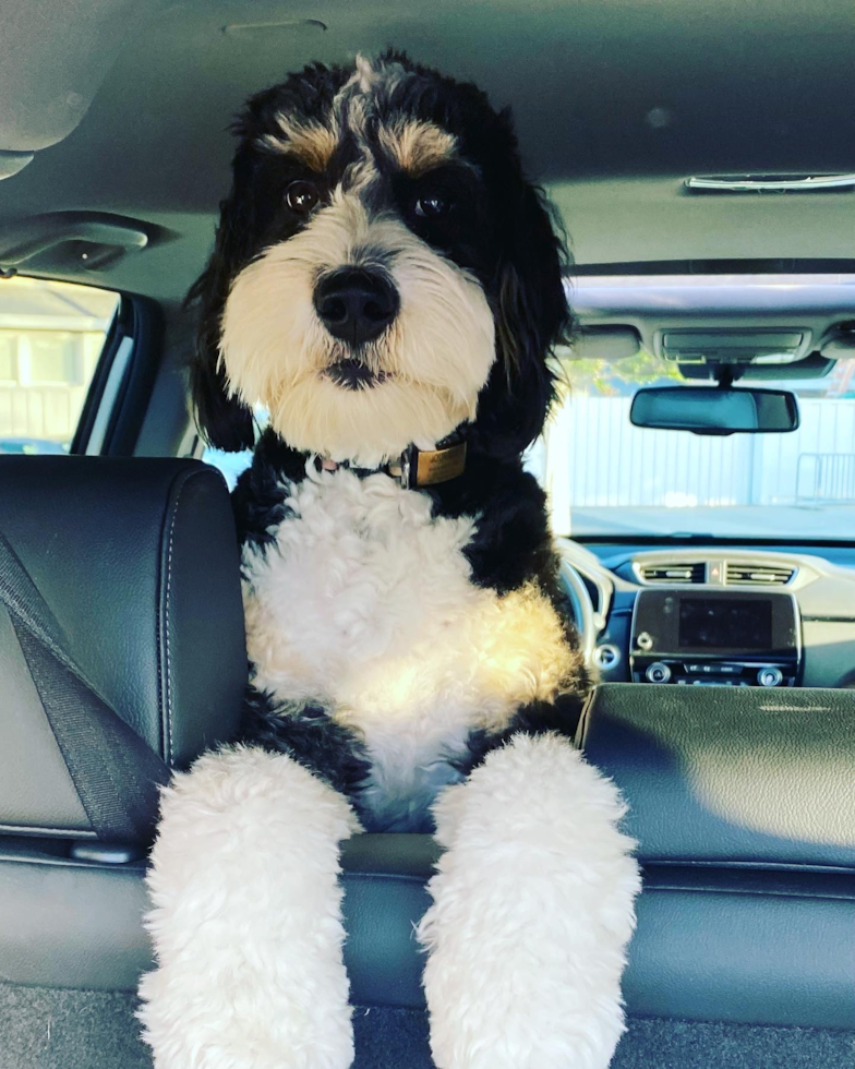 Happy Mini Bernedoodle Pup in Los Gatos CA