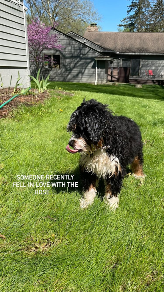 Franklin Mini Bernedoodle Pup