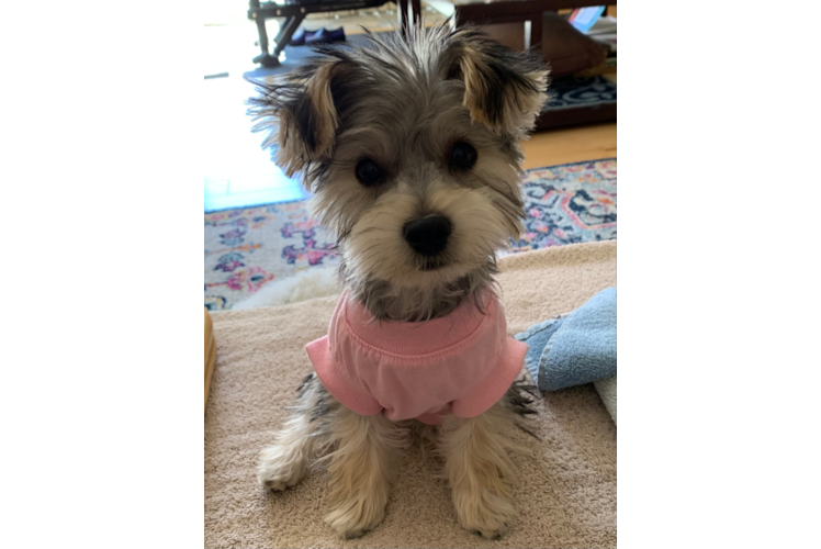 Morkie Puppy for Adoption