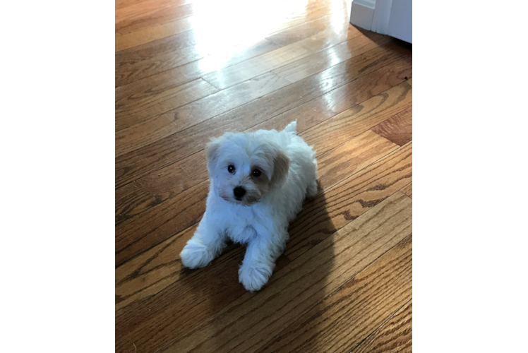 Petite Maltipoo Poodle Mix Pup