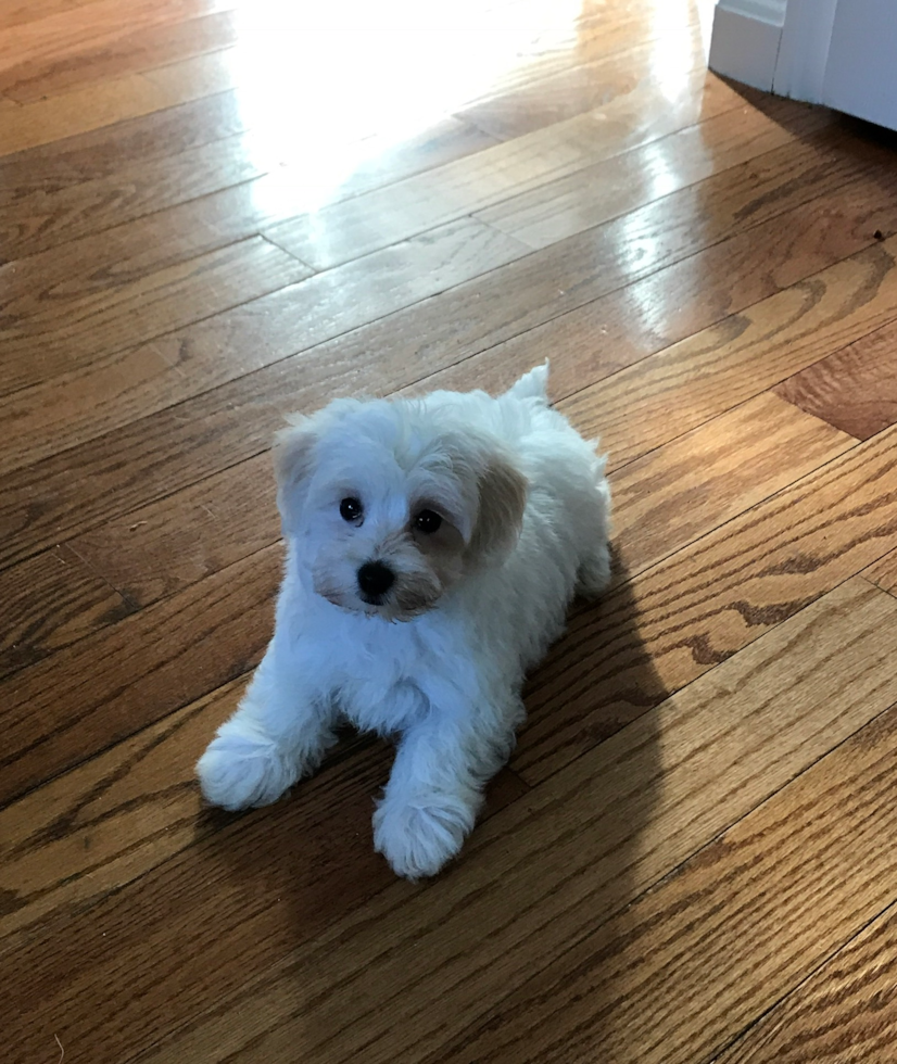 Happy Maltipoo Pup in Wakefield MA