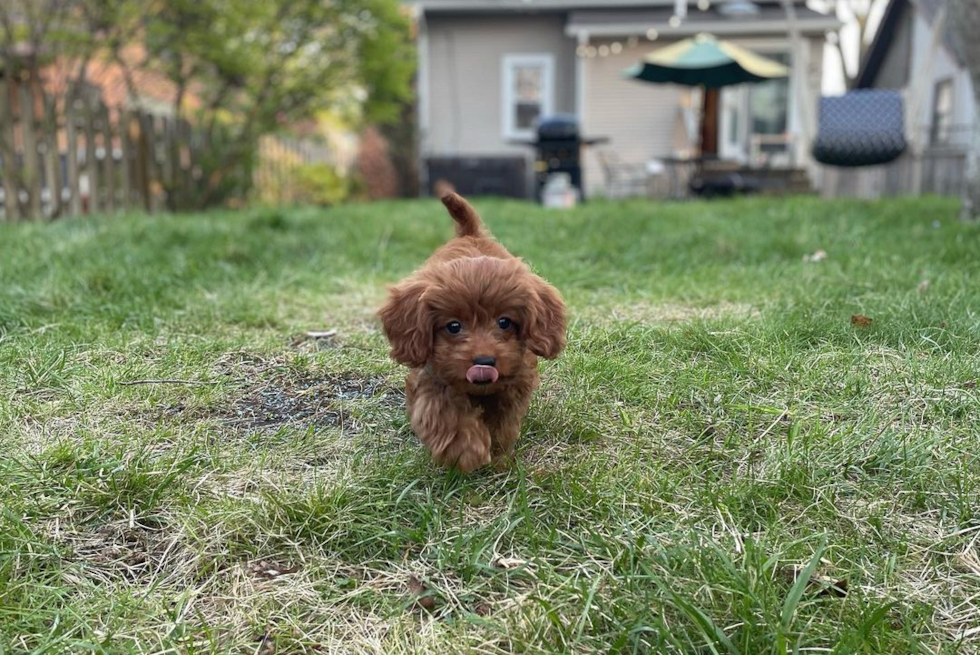 Petite Cavapoo Poodle Mix Pup