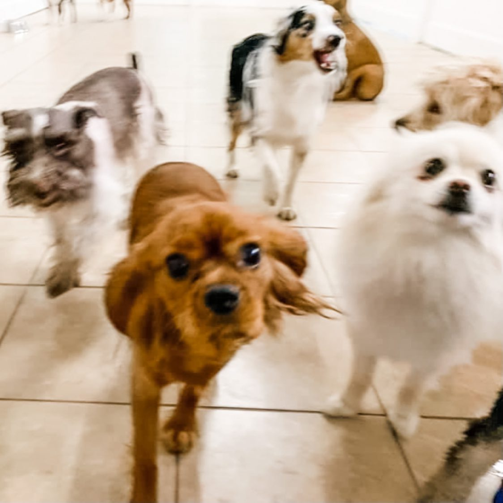 Playful Cavalier King Charles Spaniel Purebred Pup